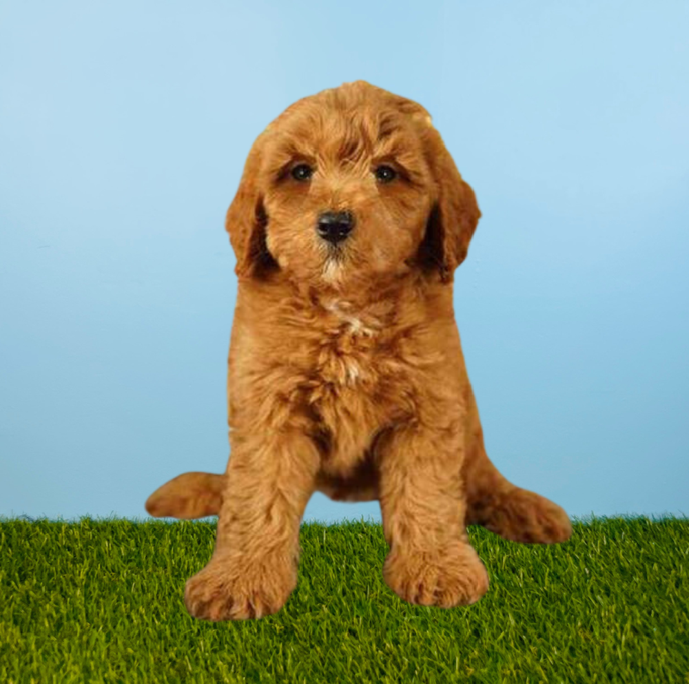 Male 2nd Gen Mini Goldendoodle Puppy for Sale in Tolleson, AZ