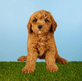 2nd Gen Mini Goldendoodle