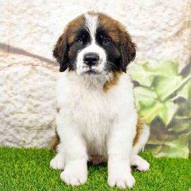 Saint Bernard