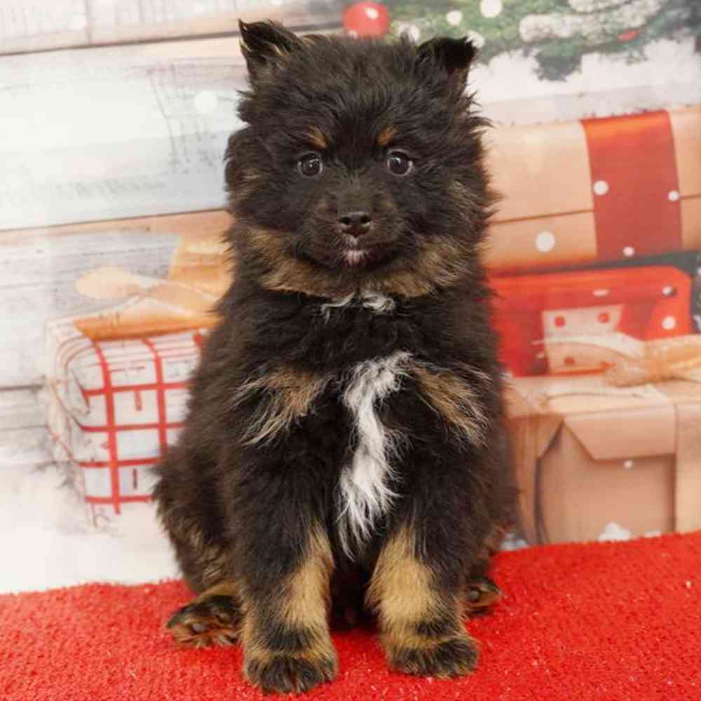 Image of a pet breed in the gallery