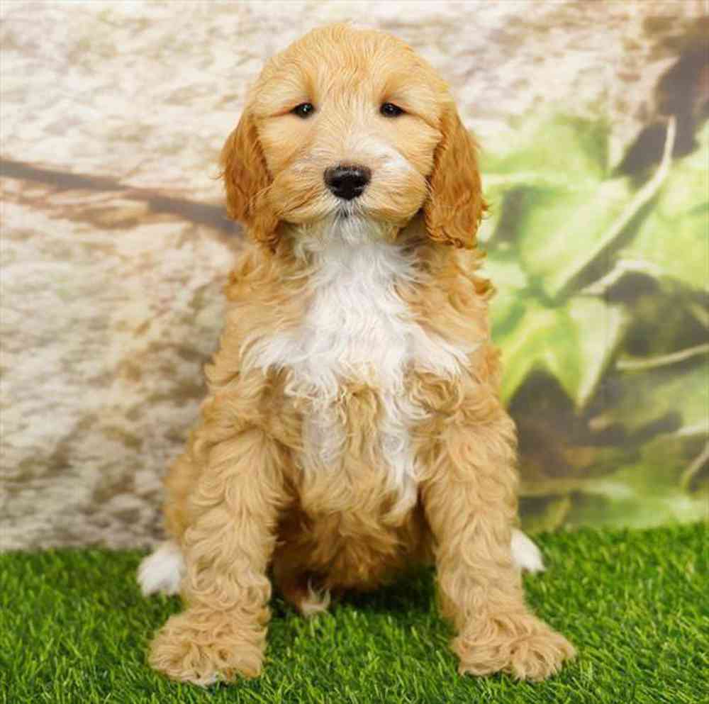 pet breed image