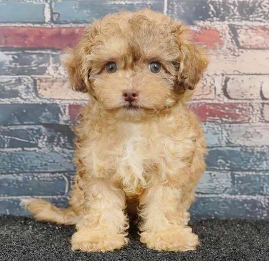 Shizapoo