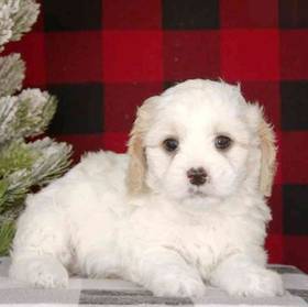 Cavachon