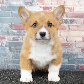 Pembroke Welsh Corgi