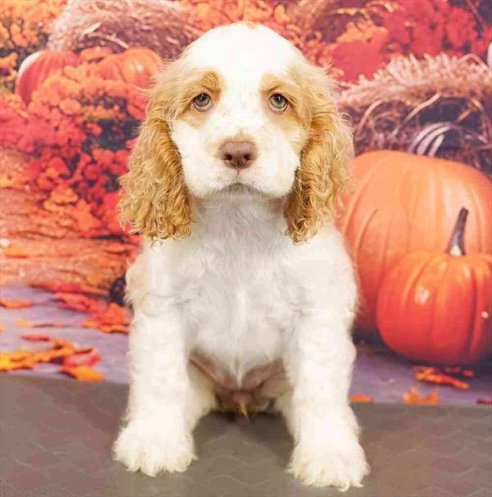 Image of a pet breed in the gallery