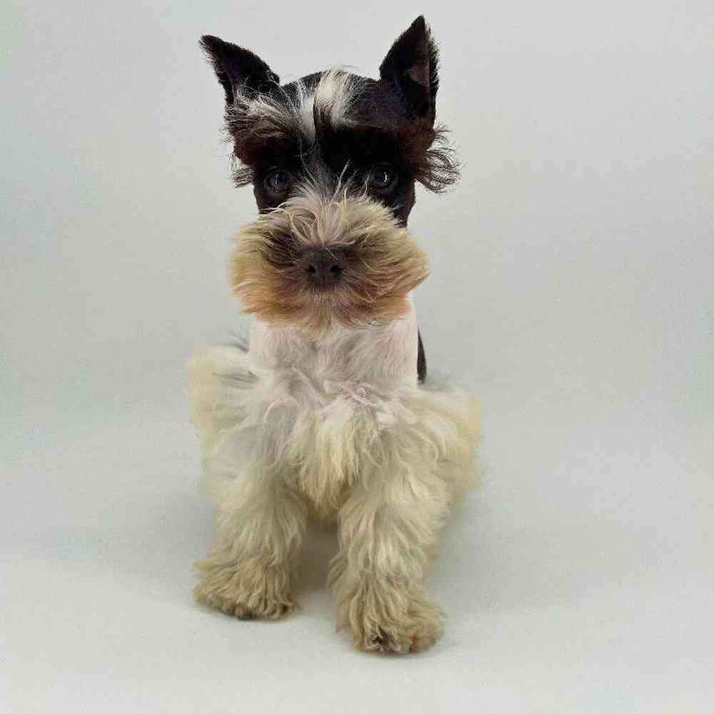 pet breed image