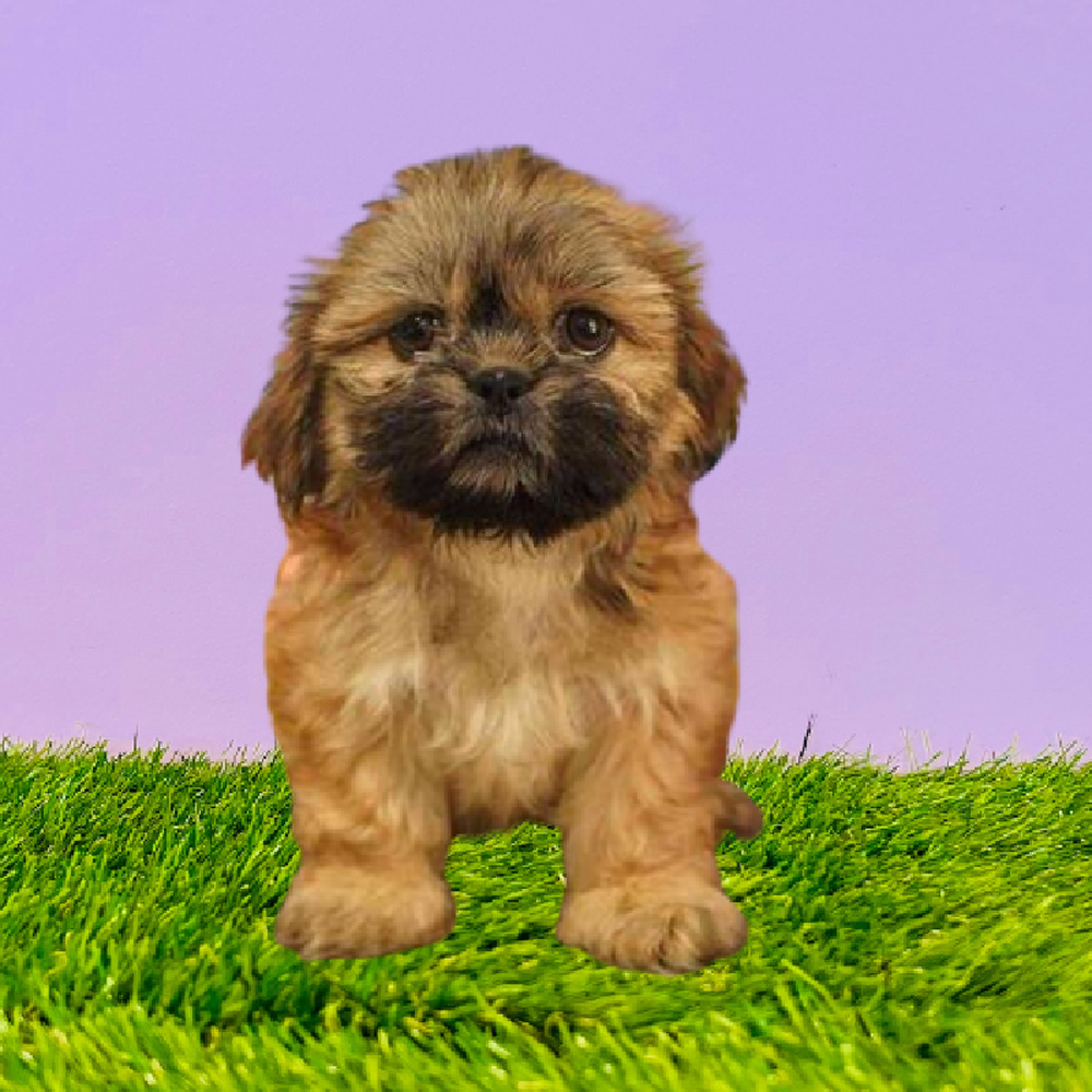 Female Shih Tzu Puppy for Sale in Marietta, GA