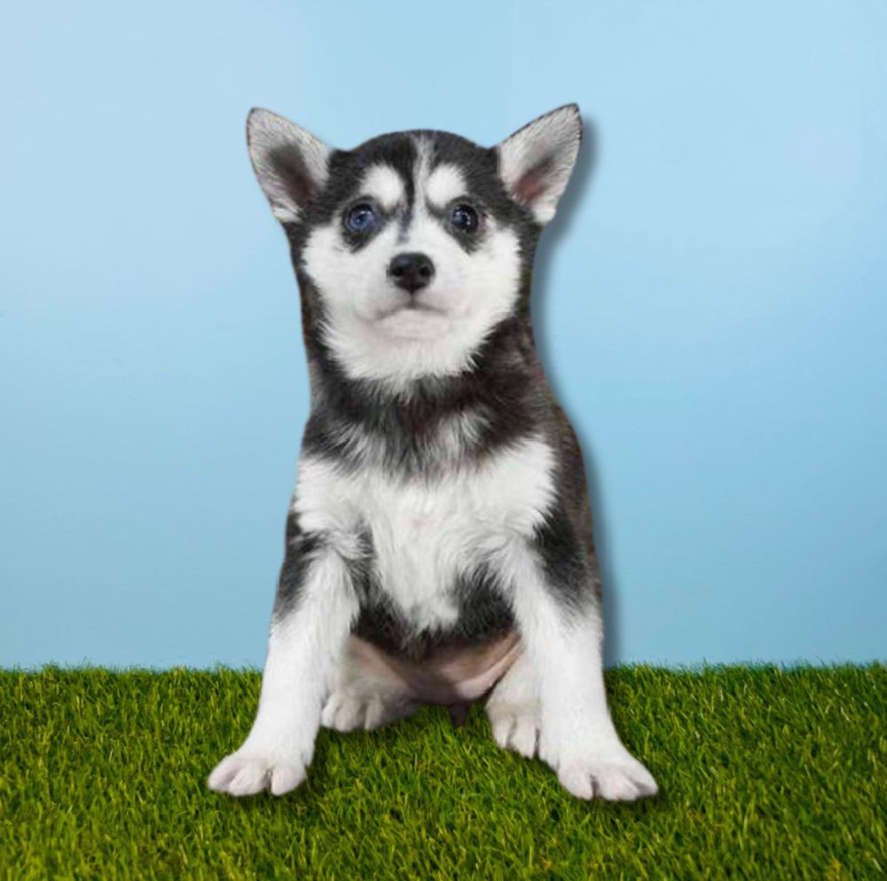 carousel pet images