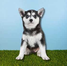 Alaskan Klee Kai