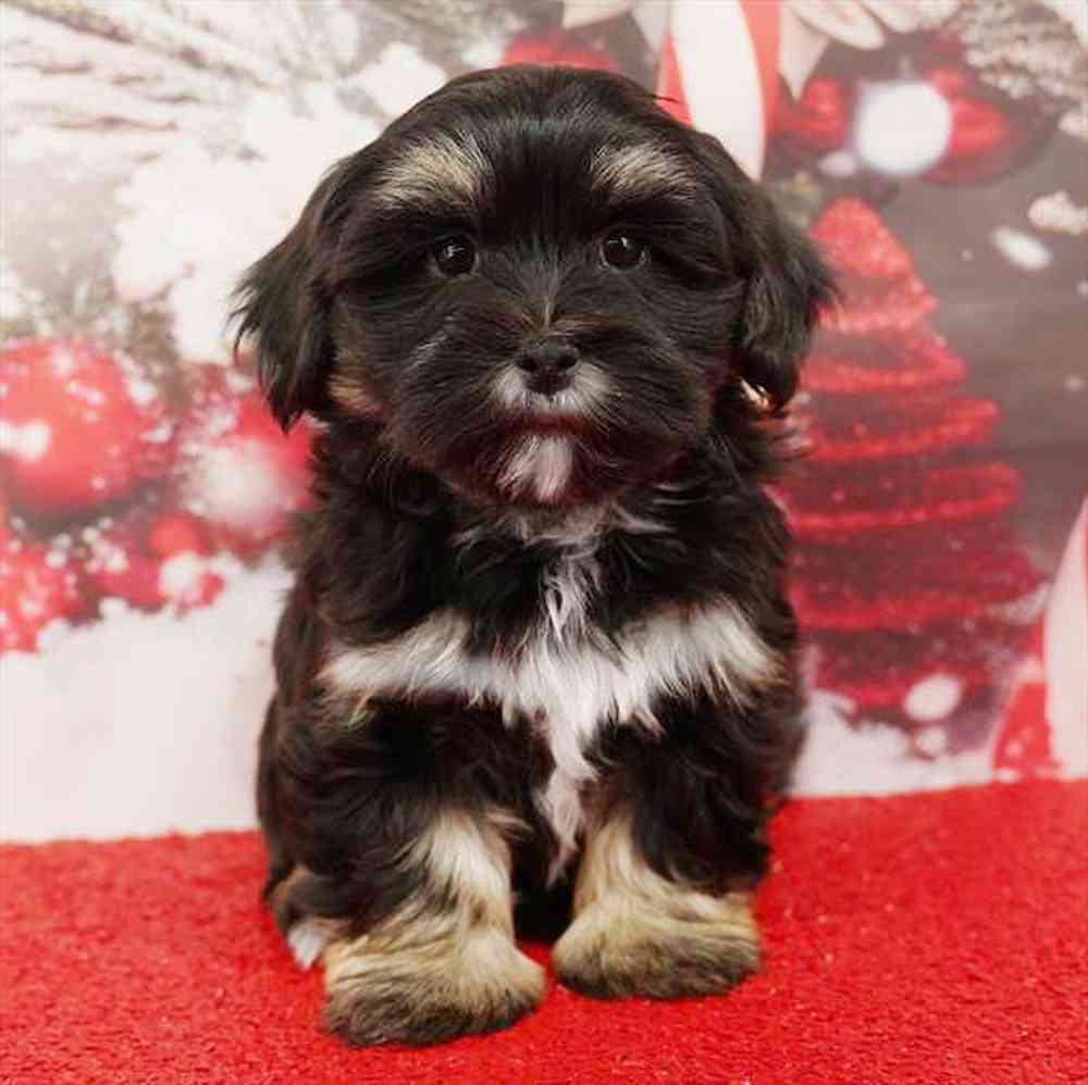 Image of a pet breed in the gallery