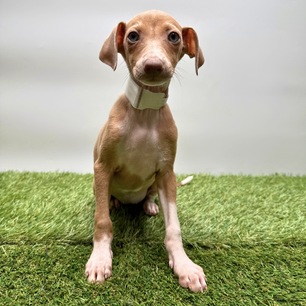 Image of a pet breed in the gallery