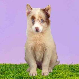 Pomsky