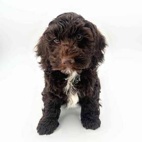 Cockapoo