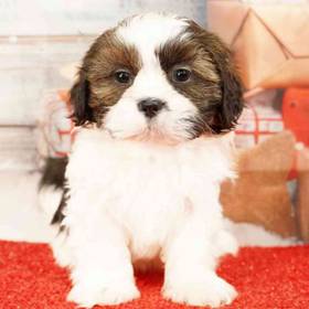 Shih Tzu