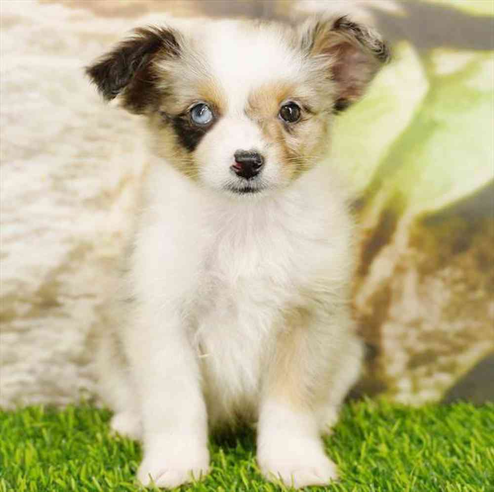 Image of a pet breed in the gallery