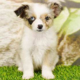 Mini Australian Shepherd