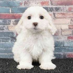 Cavachon