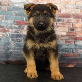 German Shepherd