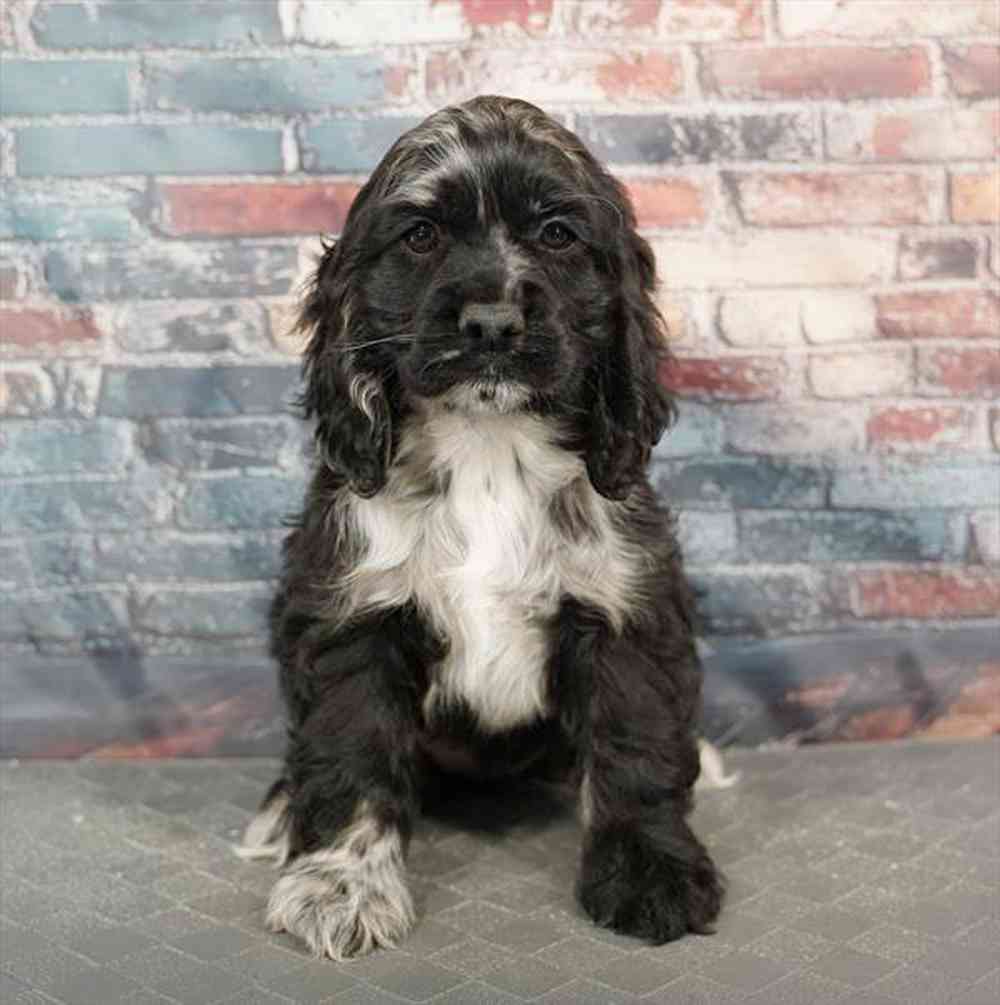 Image of a pet breed in the gallery