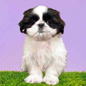 Shih Tzu