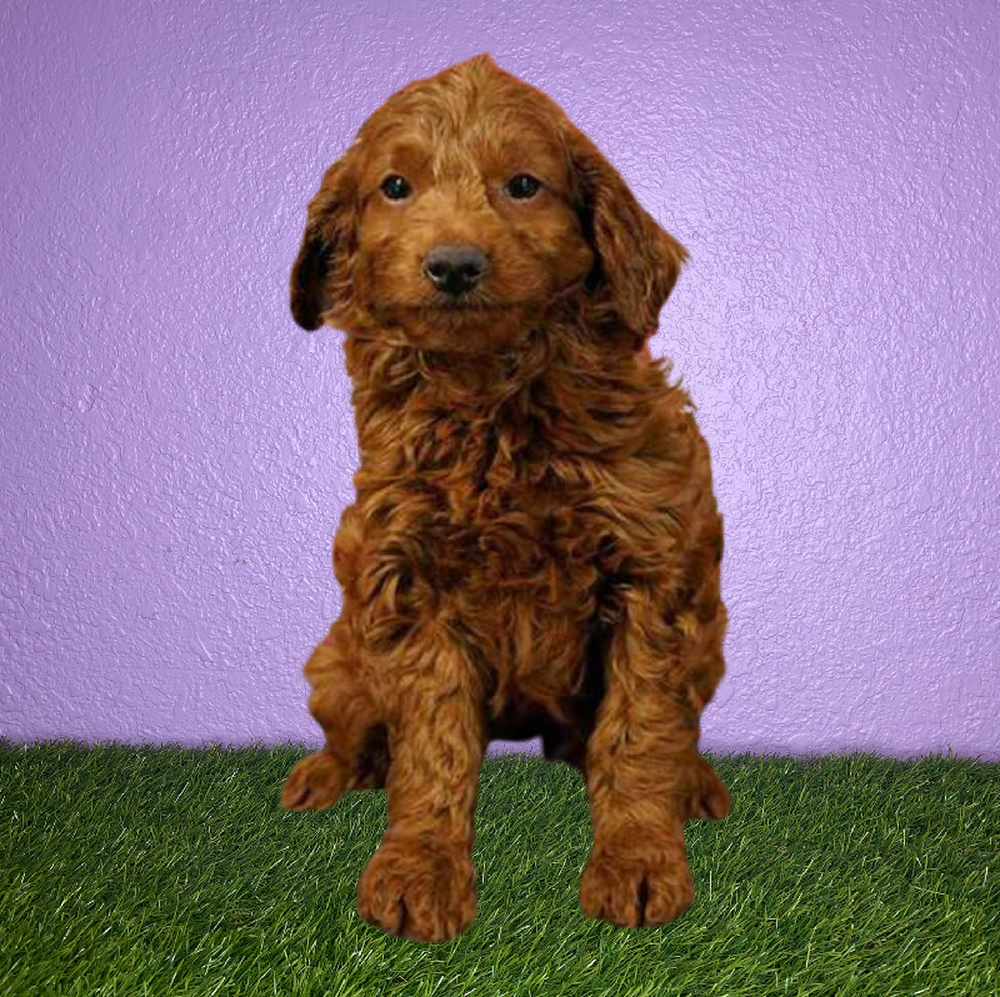 carousel pet images