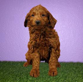 2nd Gen Mini Goldendoodle