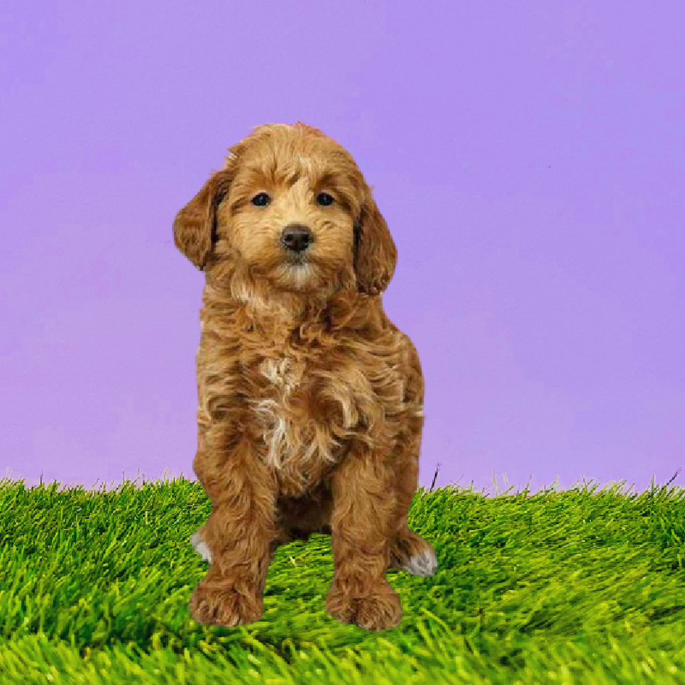 Female 2nd Gen Mini Goldendoodle Puppy for Sale in Marietta, GA