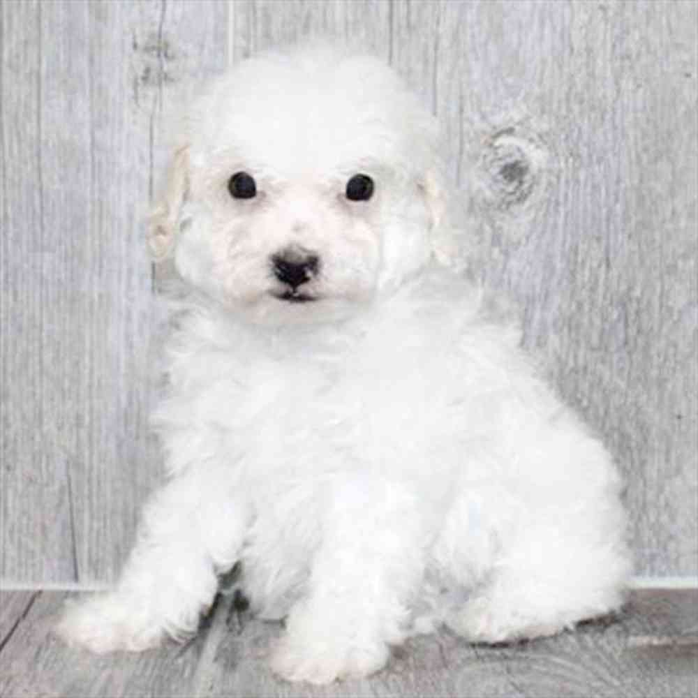 pet breed image
