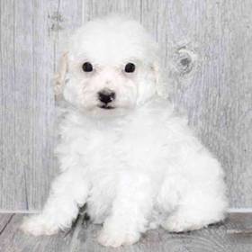 Poodle