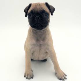 Pug