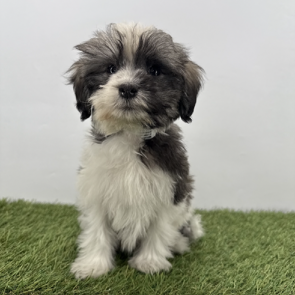 Image of a pet breed in the gallery