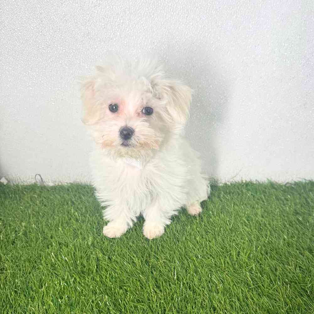 Image of a pet breed in the gallery