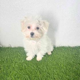 Maltese