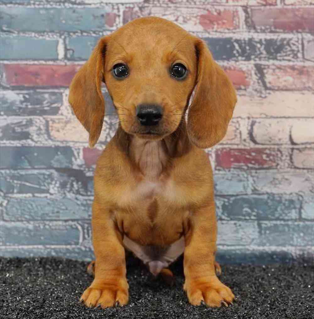 Image of a pet breed in the gallery