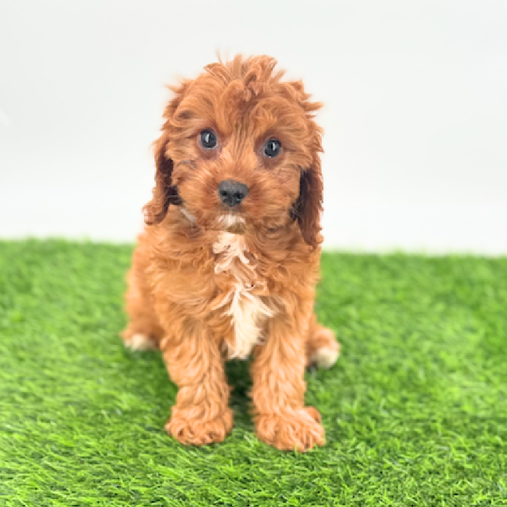 Image of a pet breed in the gallery
