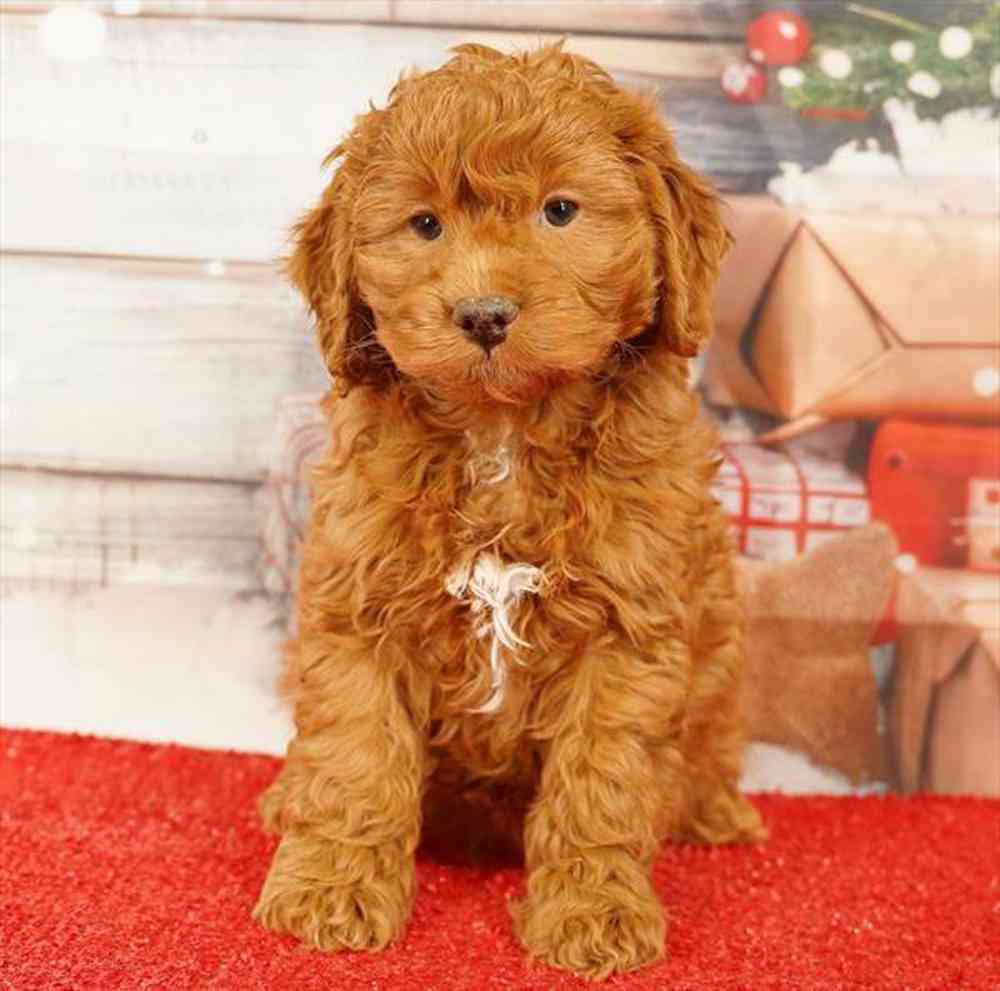 Image of a pet breed in the gallery