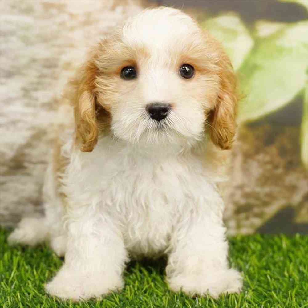 Image of a pet breed in the gallery