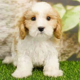 Cavachon