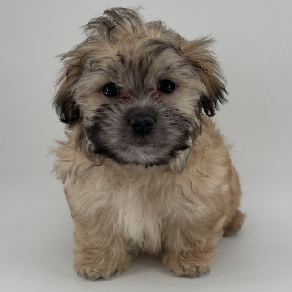 pet breed image