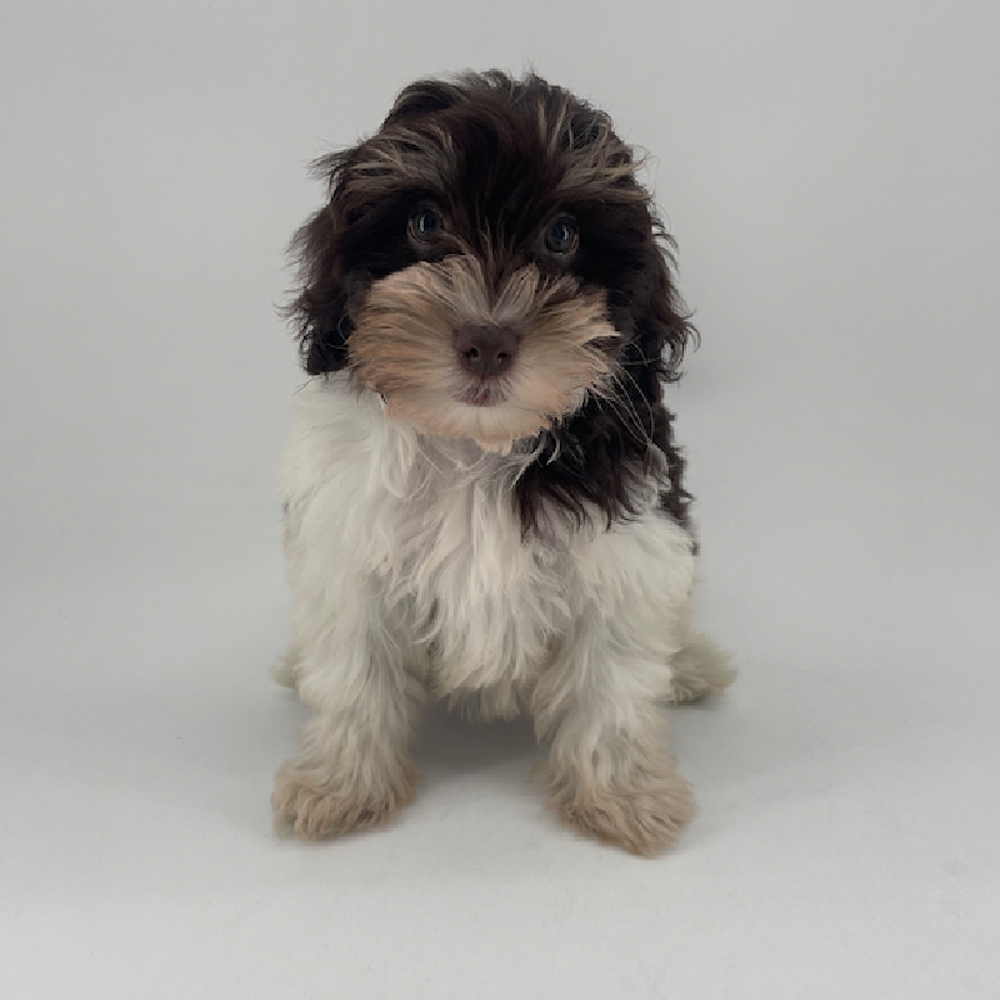Image of a pet breed in the gallery