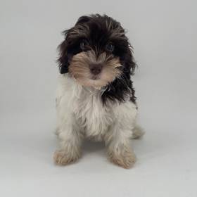 Schnoodle