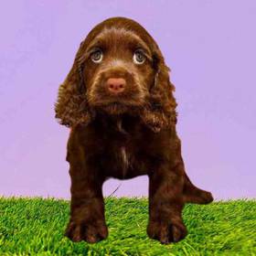Cocker Spaniel