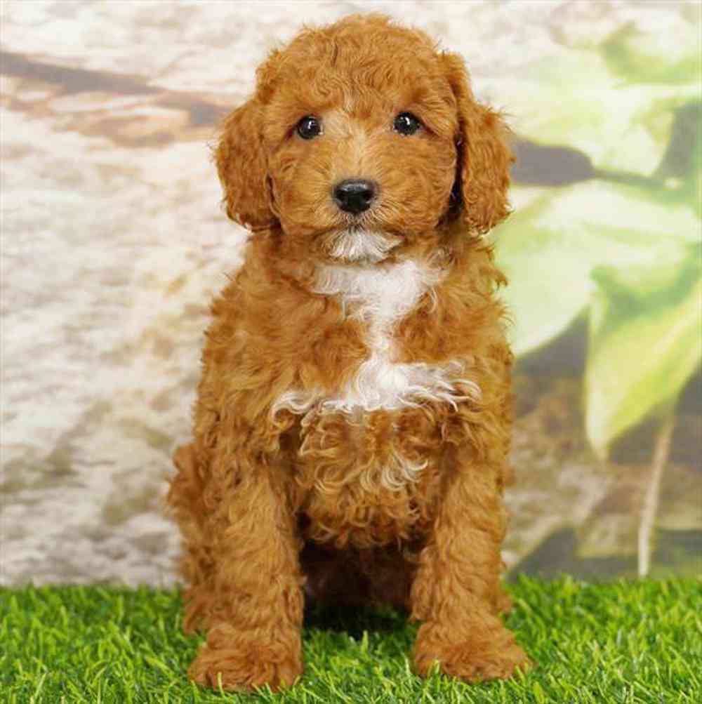 pet breed image