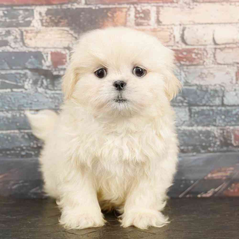 Image of a pet breed in the gallery