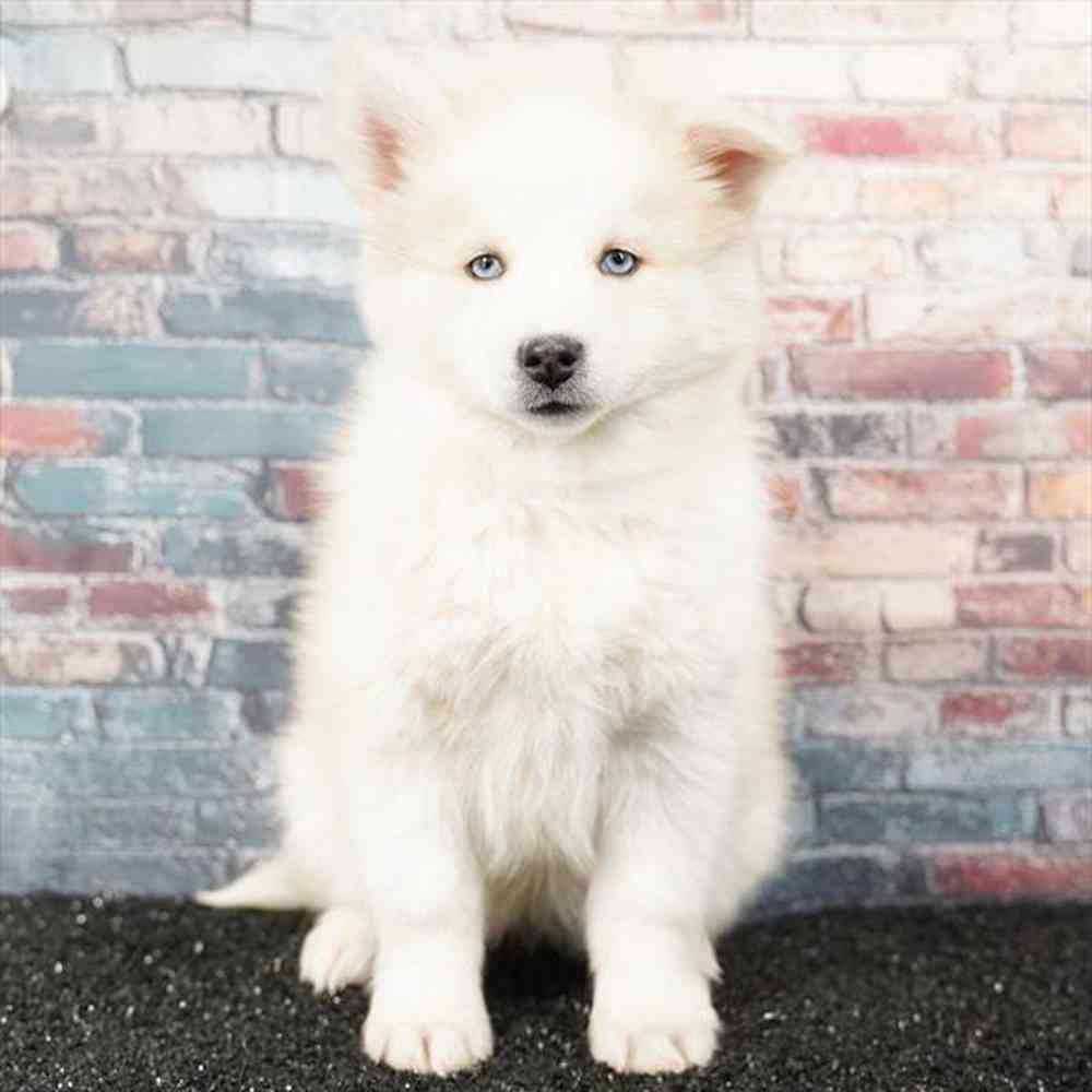 Image of a pet breed in the gallery