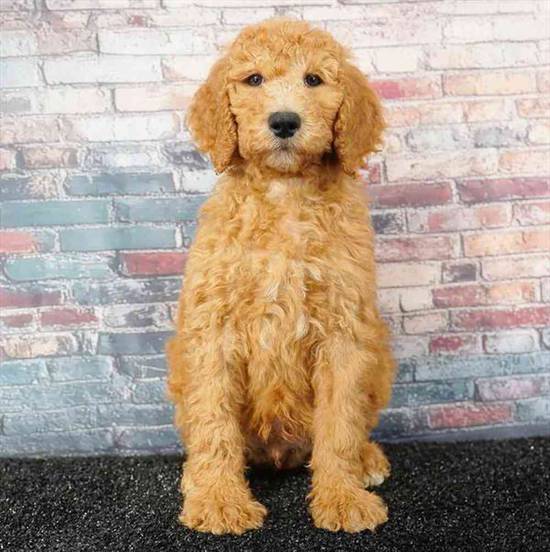 Standard Poodle
