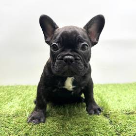 French Bulldog