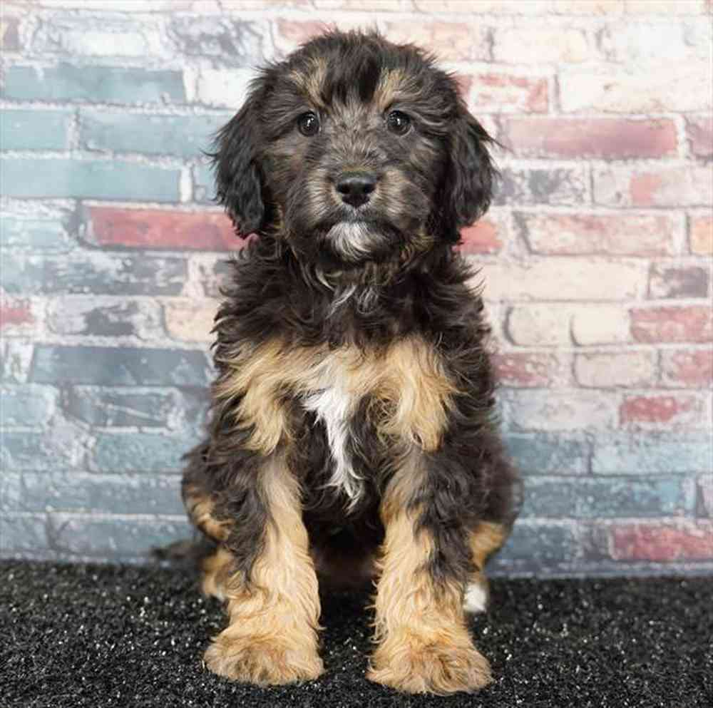 Image of a pet breed in the gallery