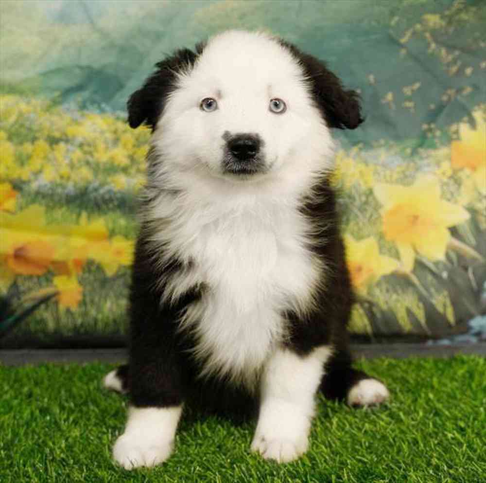 pet breed image
