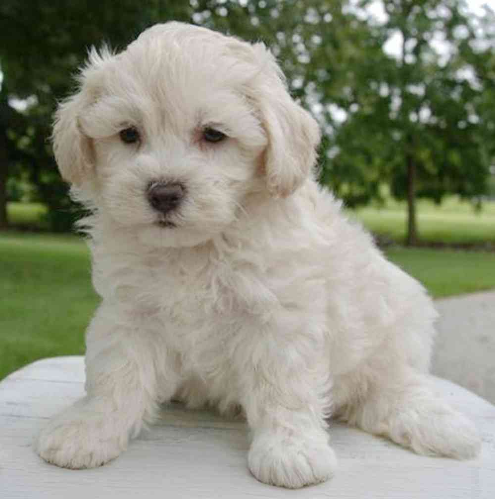 Image of a pet breed in the gallery